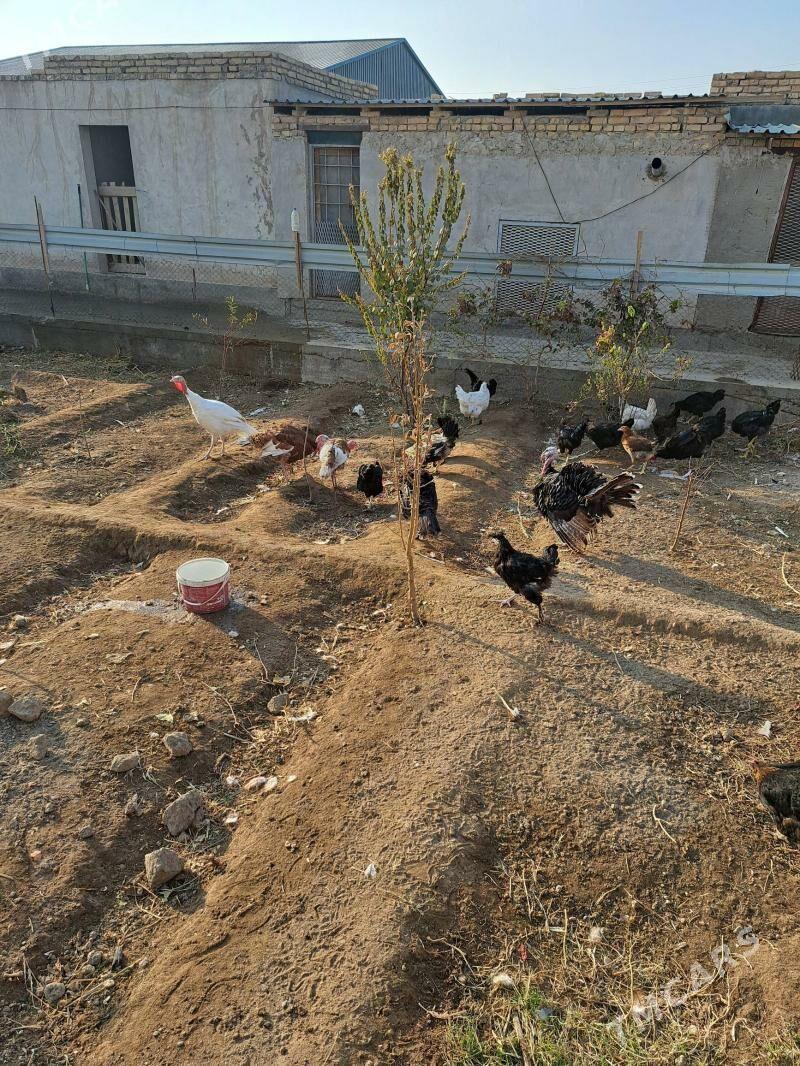 induk - Туркменабат - img 5