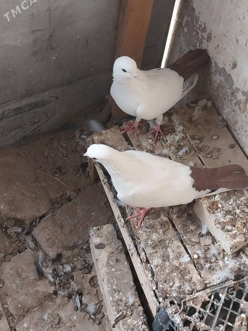 KEPDERI. - Murgap - img 5