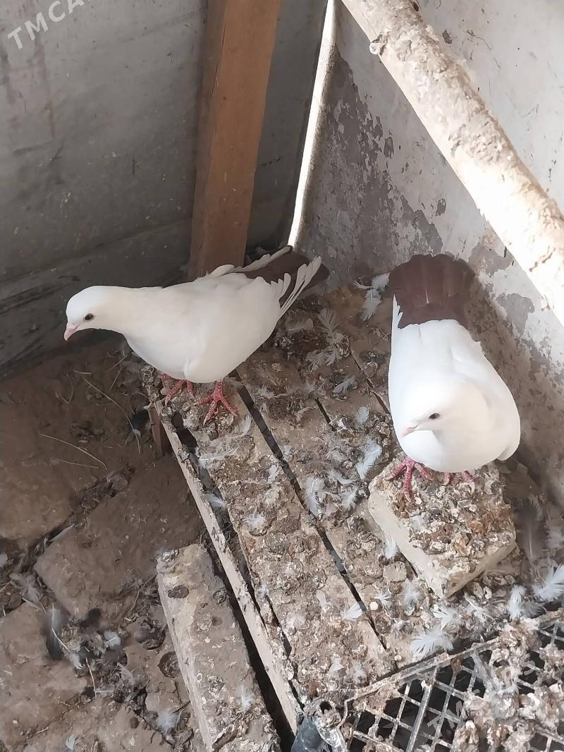 KEPDERI. - Murgap - img 6