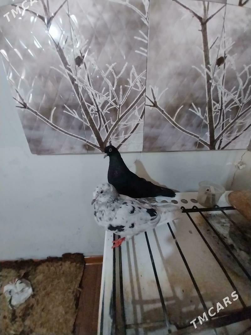 kepderi. - Мургап - img 3