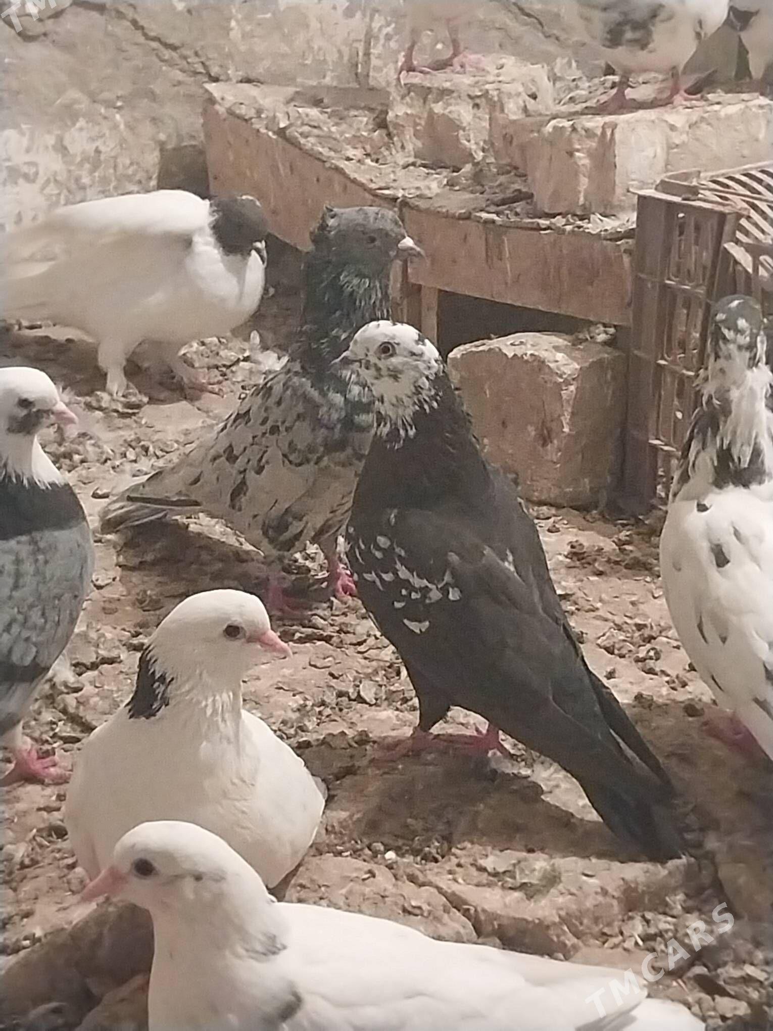 KEPDERI. - Мургап - img 2