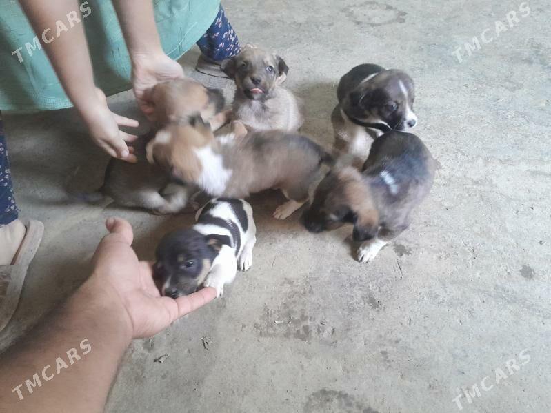 Gujuk - Бахарден - img 5