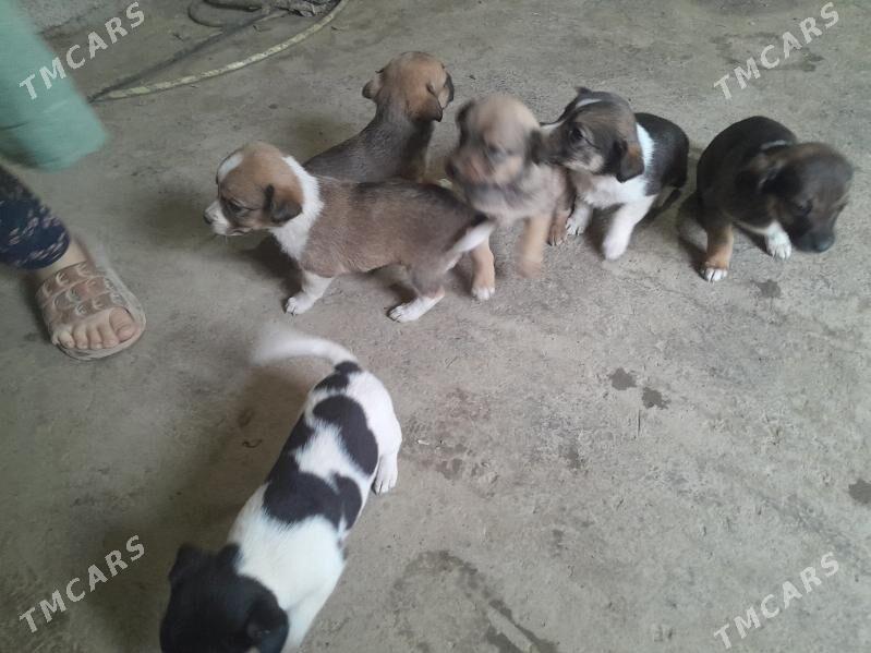 Gujuk - Бахарден - img 3