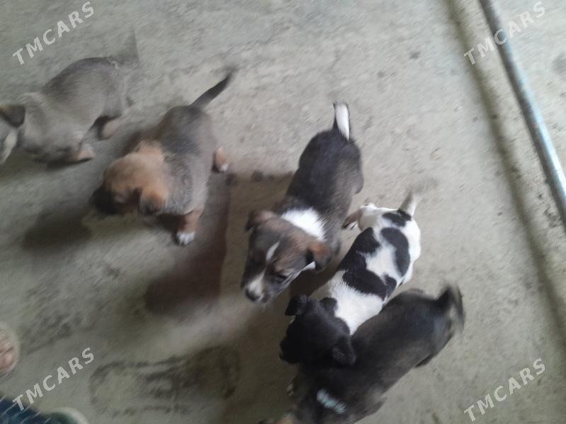 Gujuk - Бахарден - img 4