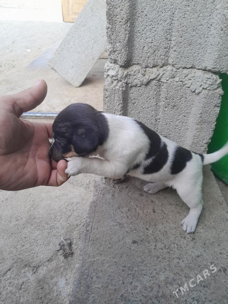 Gujuk - Бахарден - img 1