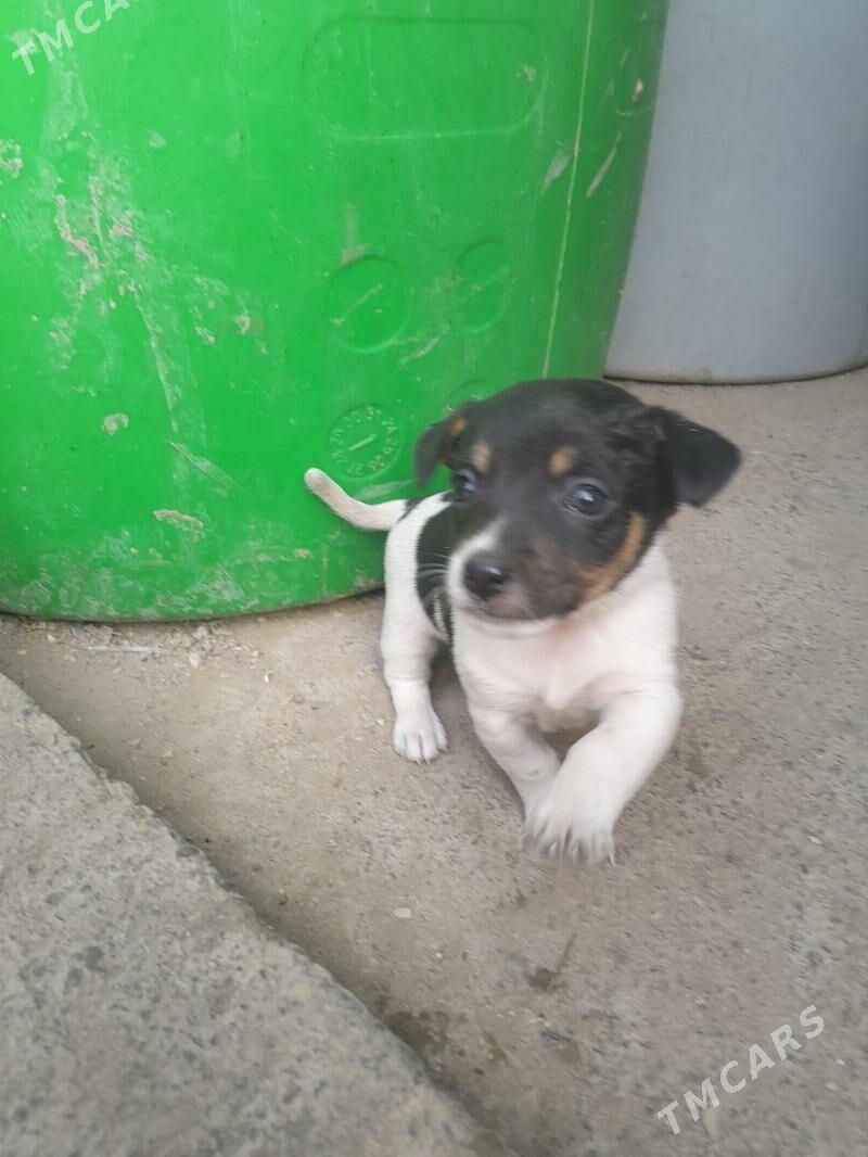 Gujuk - Бахарден - img 2