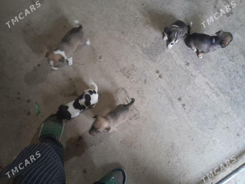 Gujuk - Бахарден - img 6