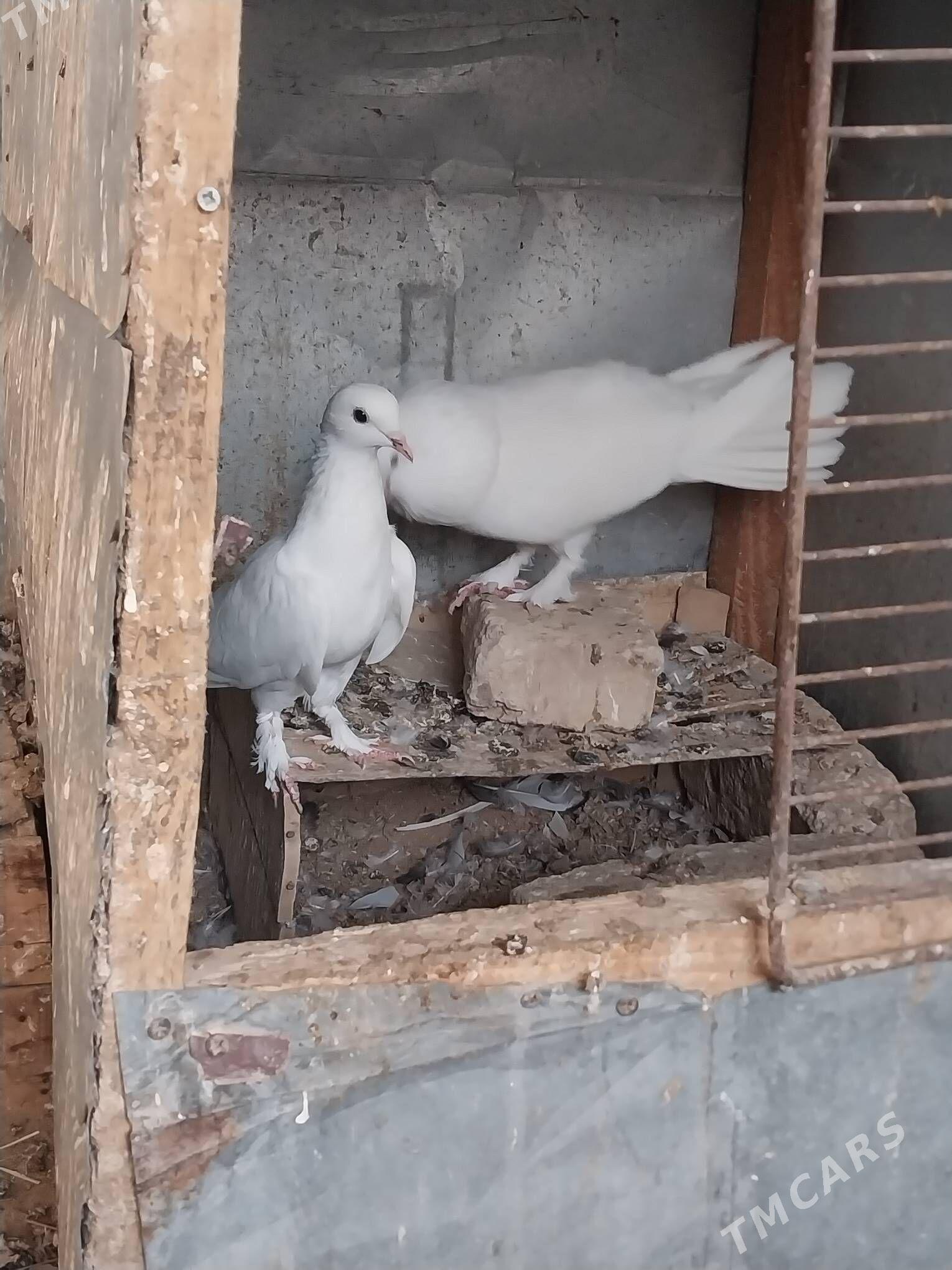 KEPDERI. - Murgap - img 6