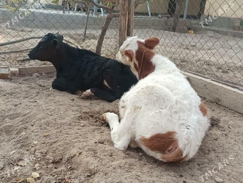 okuzçe - Büzmeýin - img 2