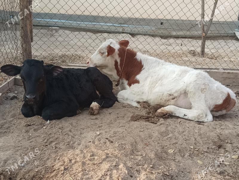 okuzçe - Büzmeýin - img 3