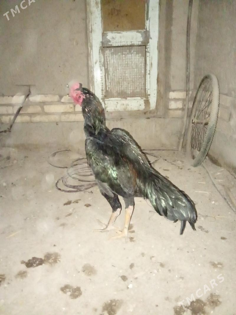 juje - Daşoguz - img 1