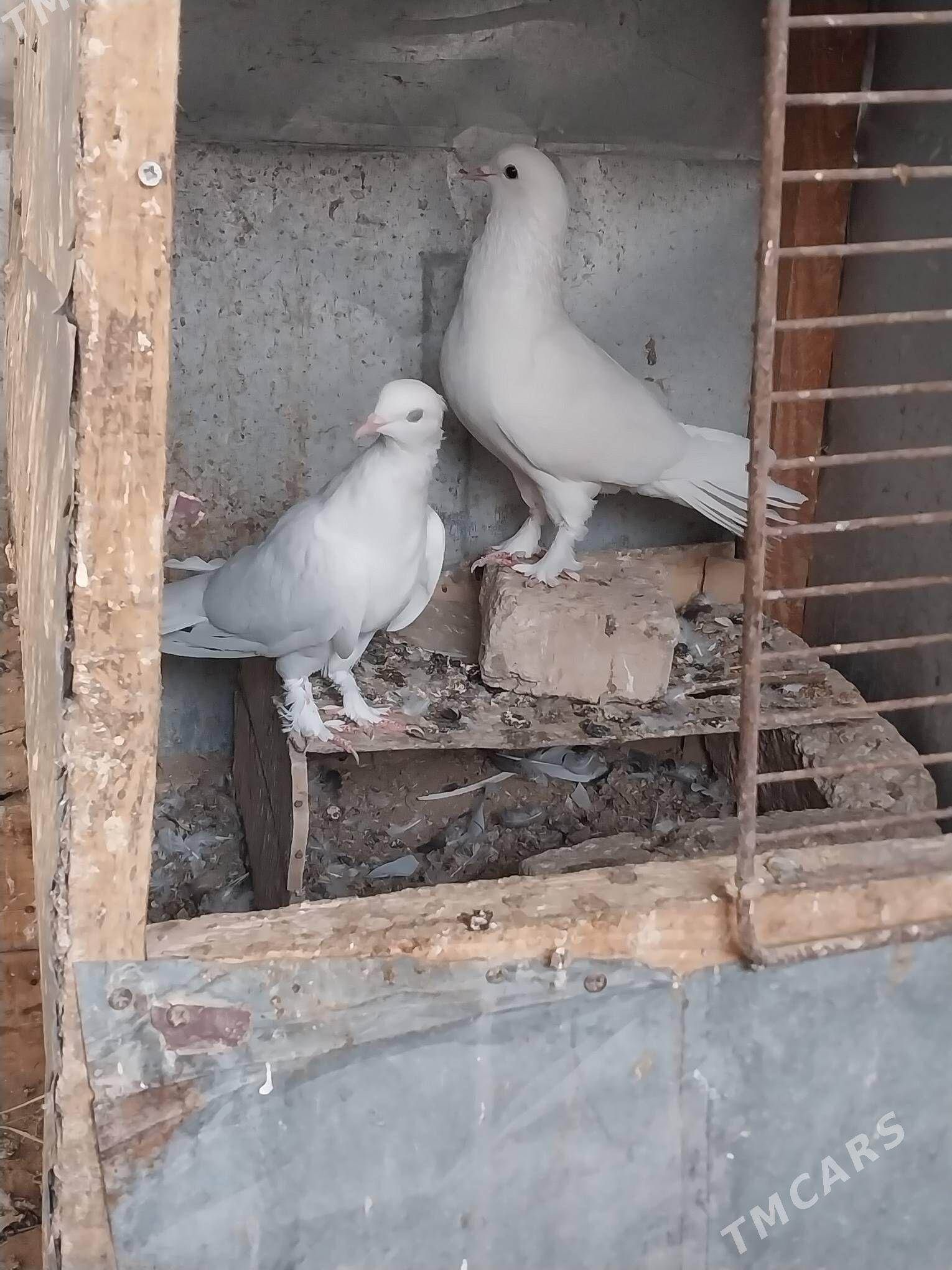 KEPDERI. - Murgap - img 5