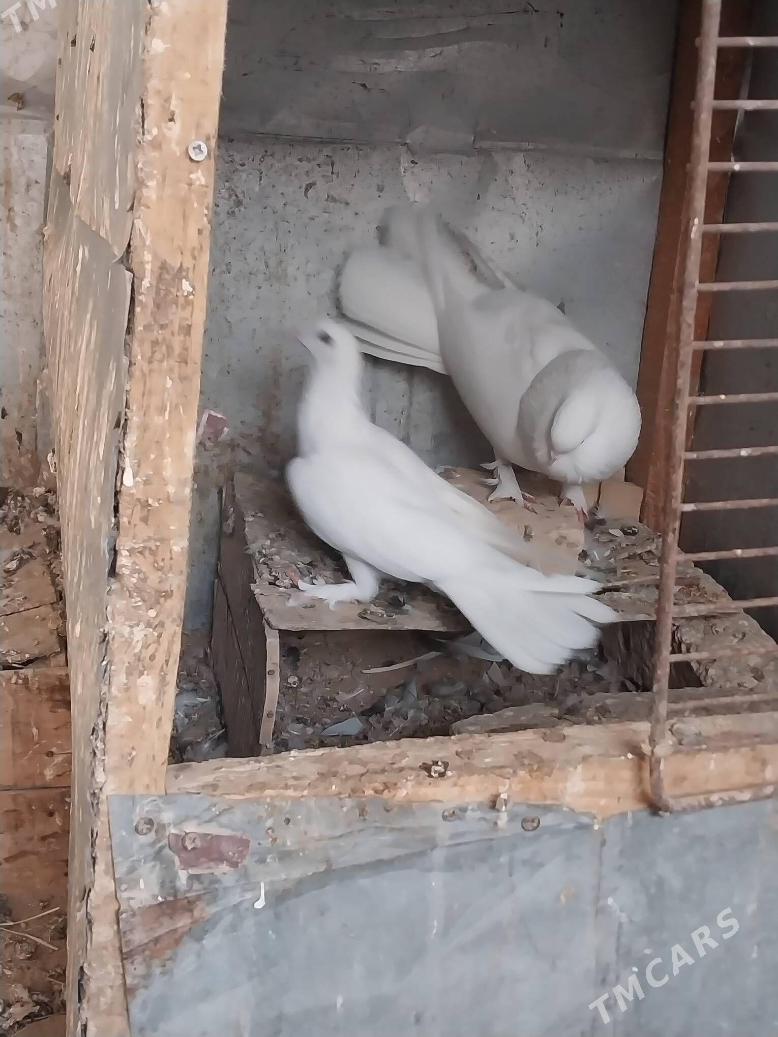 KEPDERI. - Murgap - img 3