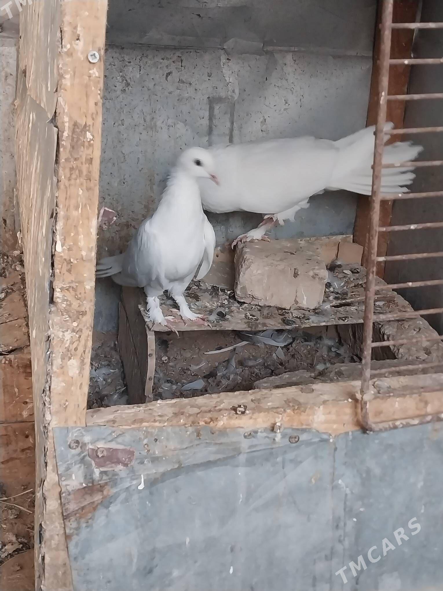 KEPDERI. - Murgap - img 4