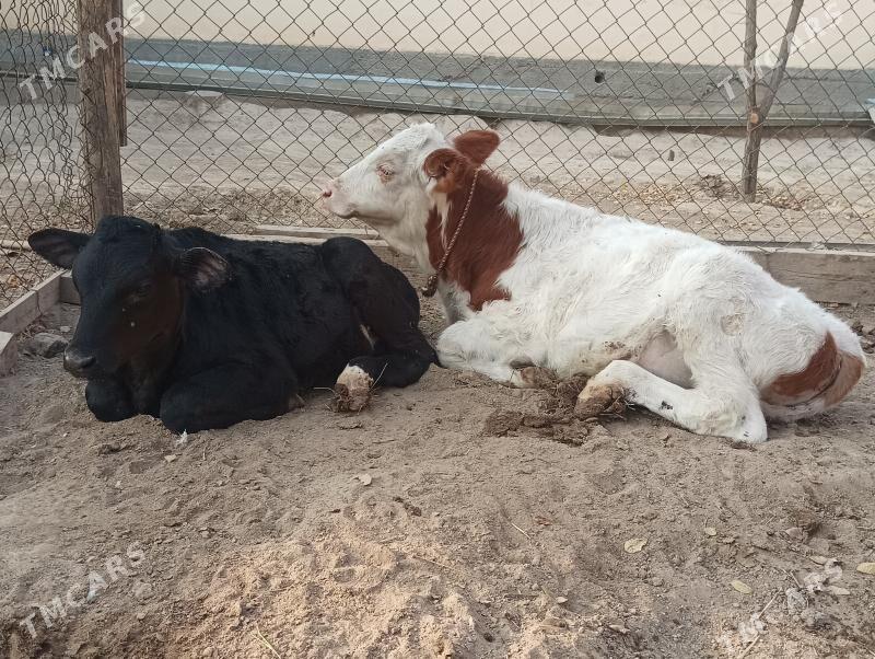 okuzçe - Büzmeýin - img 4