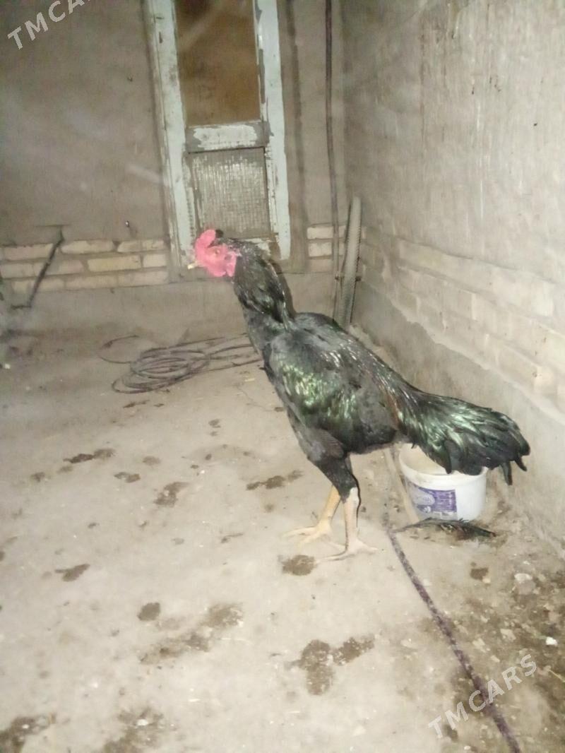 juje - Daşoguz - img 3