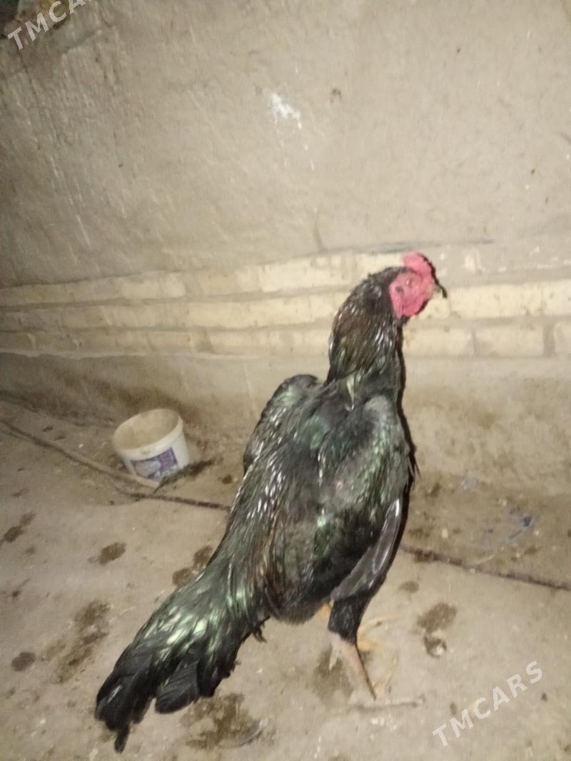 juje - Daşoguz - img 4