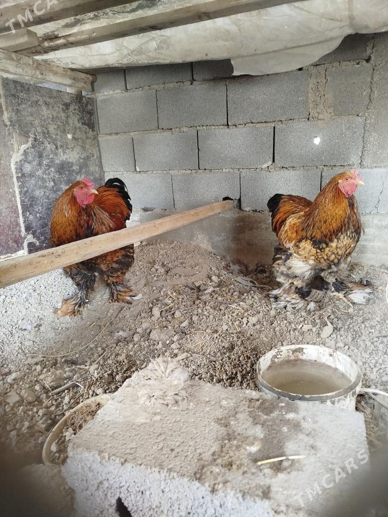 brama laset horaz - Aşgabat - img 1