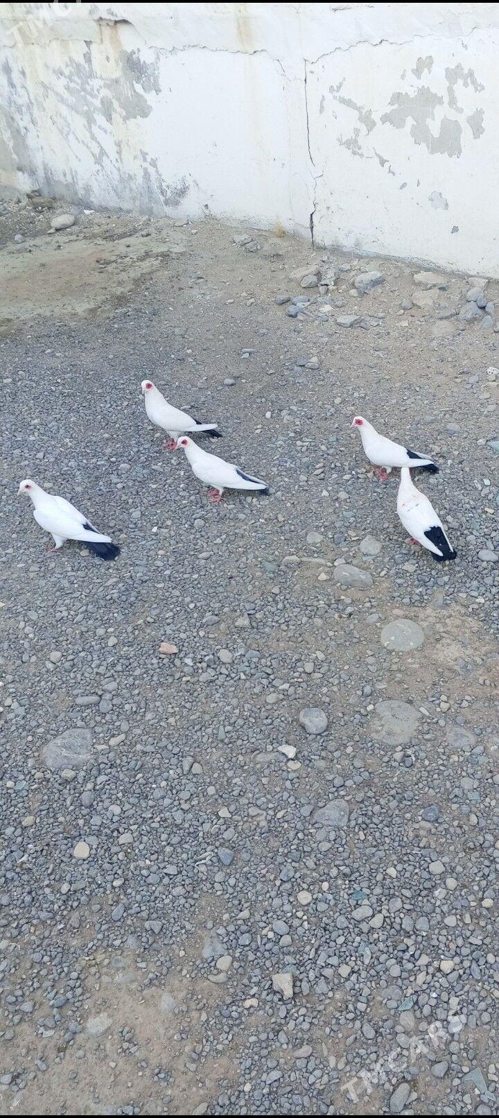 kepderi - Ашхабад - img 2