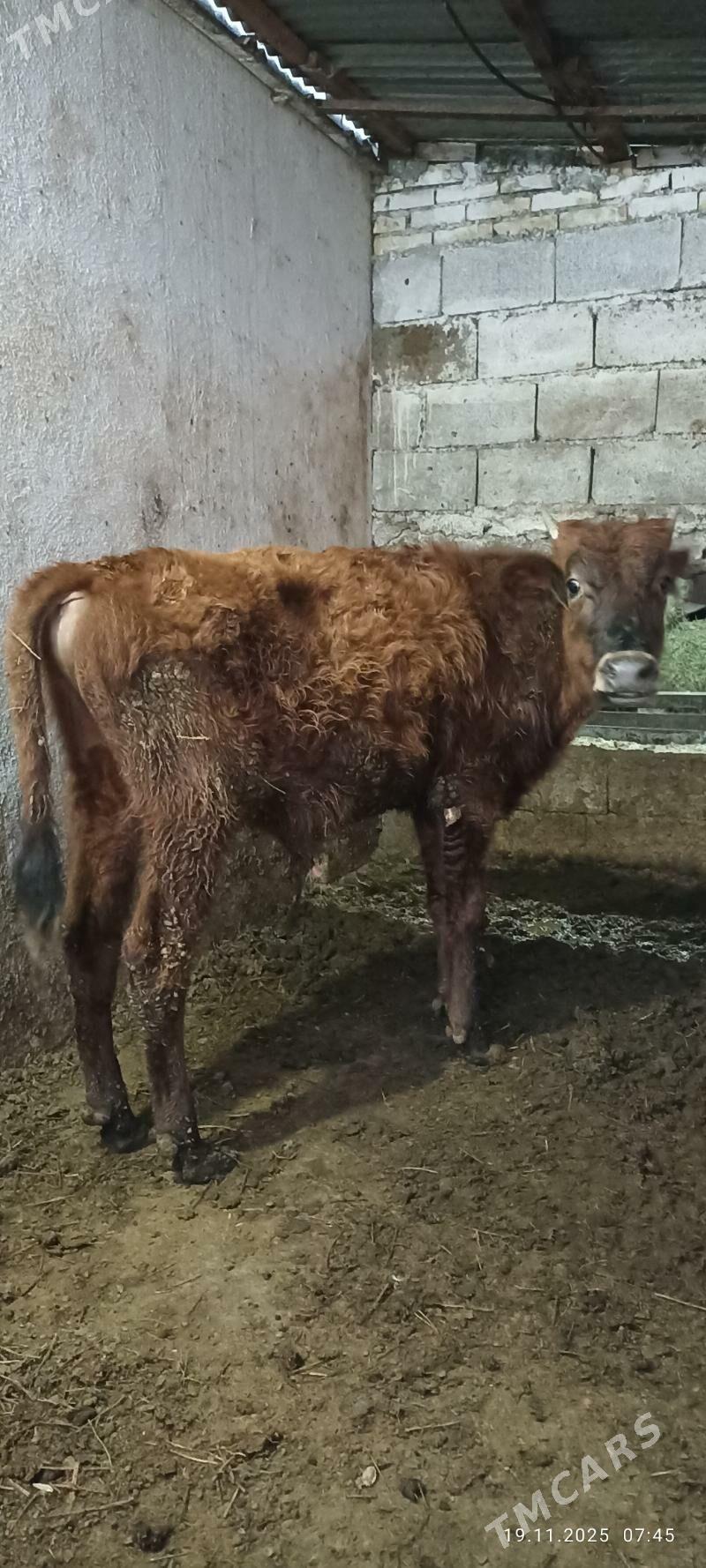 uly ökuz - Büzmeýin - img 1