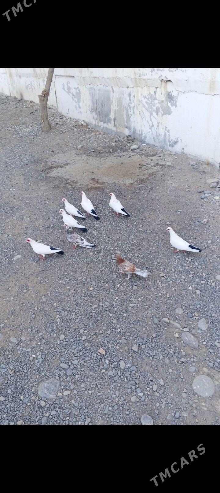 kepderi - Ашхабад - img 3