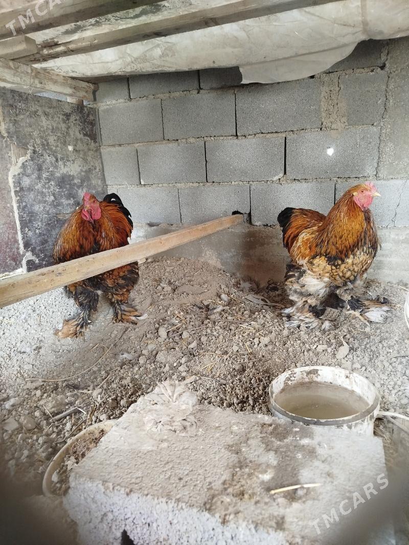 brama laset horaz - Aşgabat - img 2