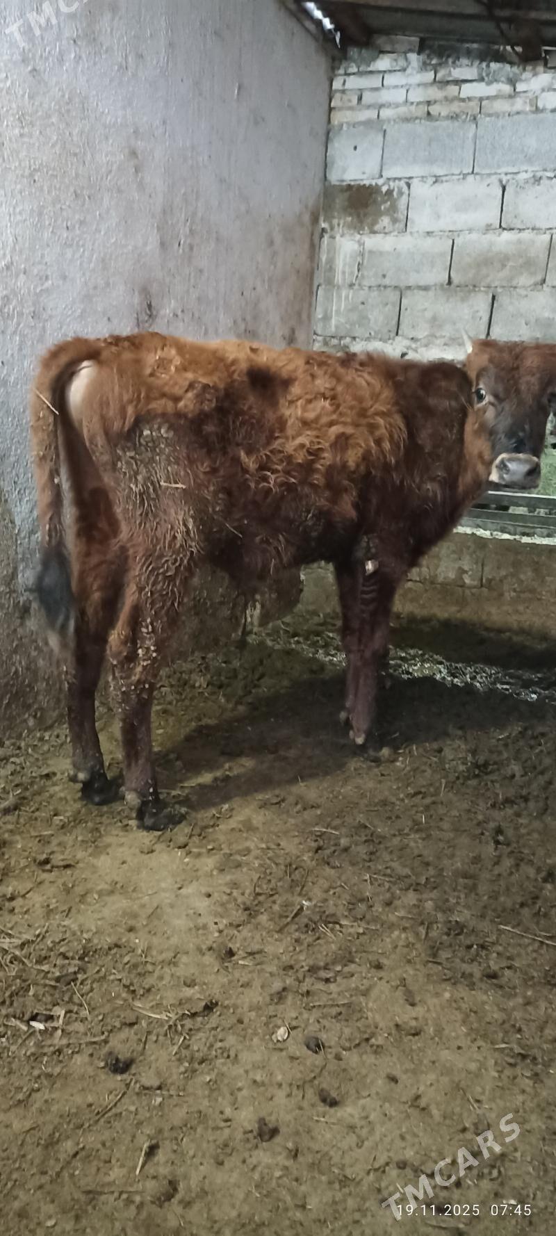 uly ökuz - Büzmeýin - img 2