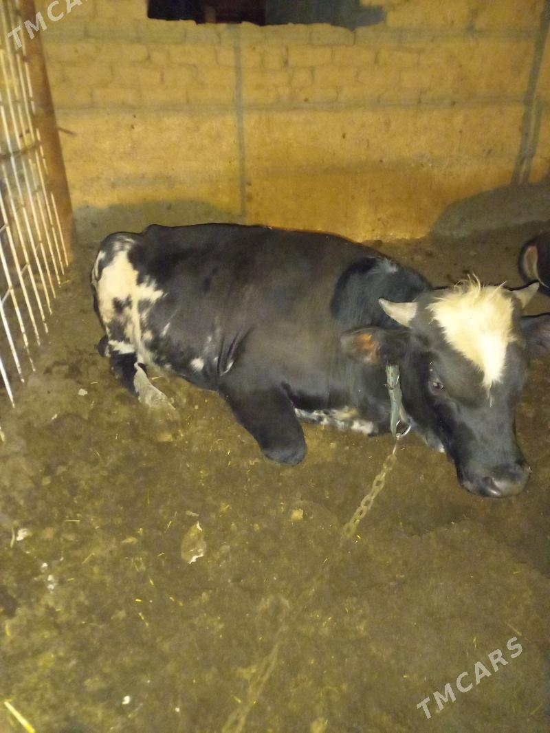 oküz - Bagyr - img 3