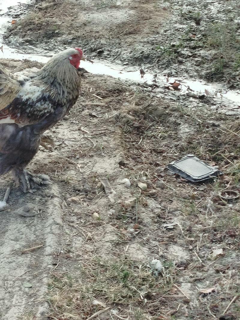 brama silver - Aşgabat - img 2