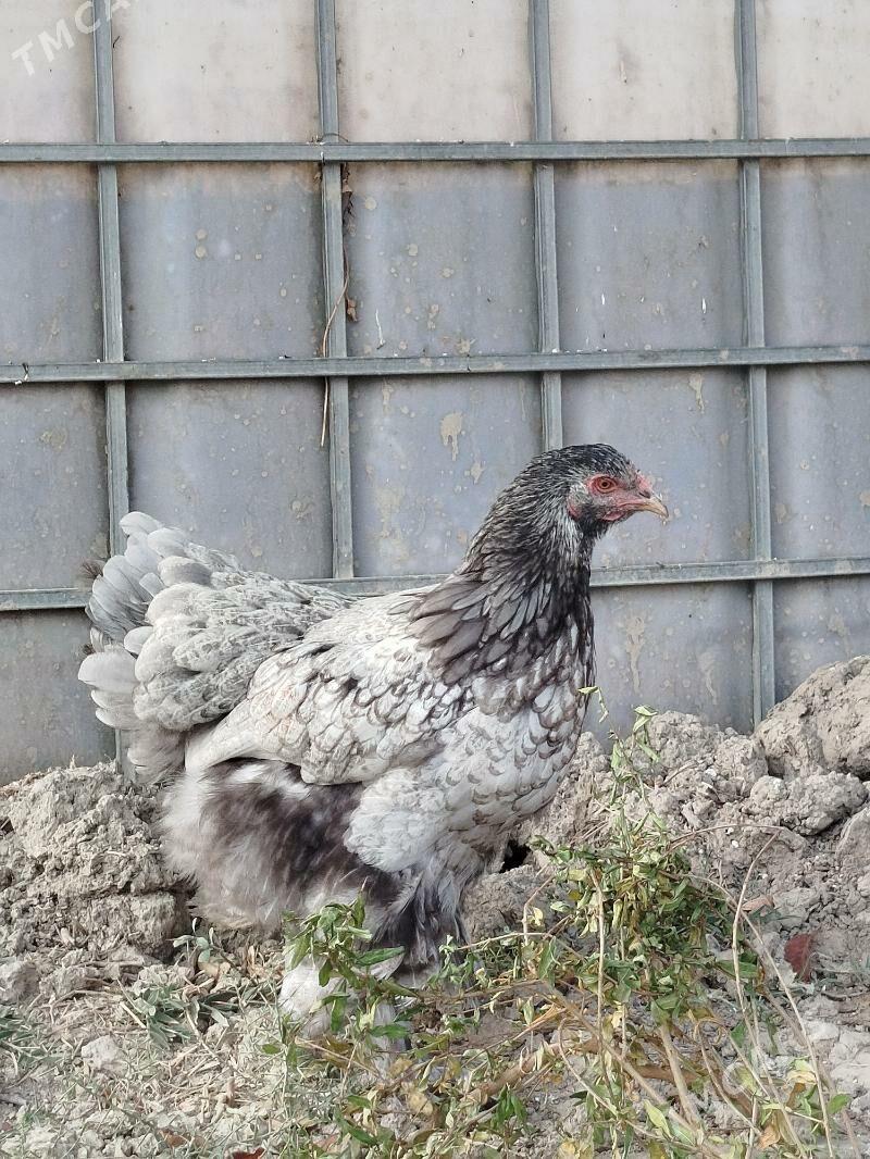 brama silver - Aşgabat - img 1