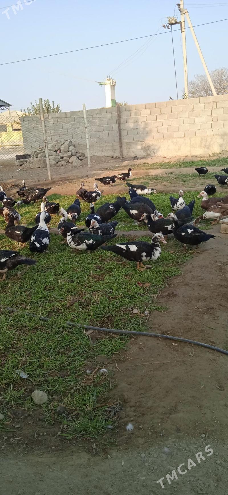 Indawutga Ordek - Бахарден - img 3