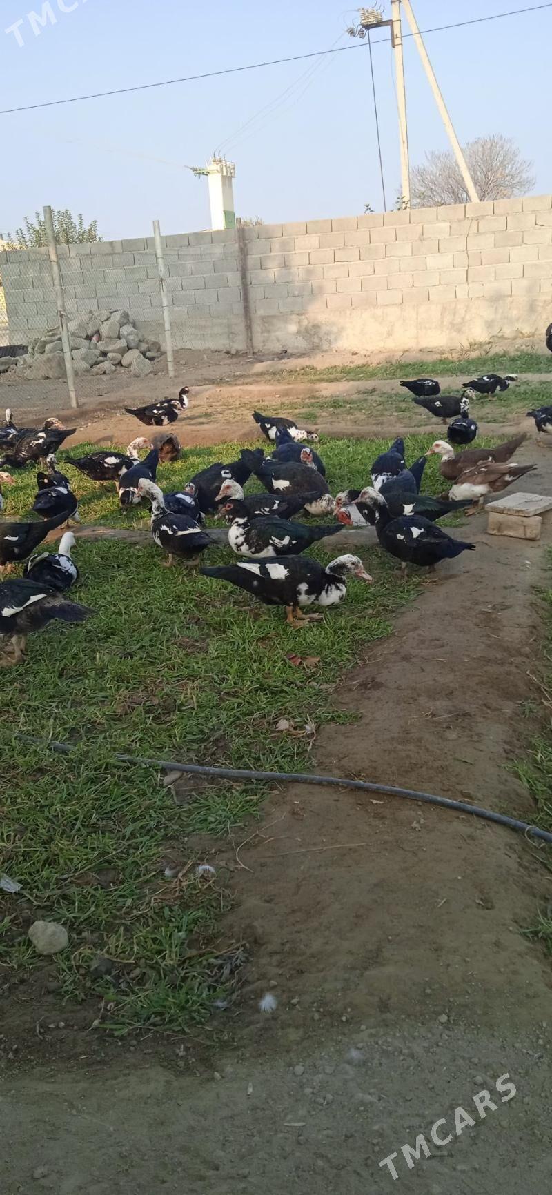 Indawutga Ordek - Бахарден - img 2