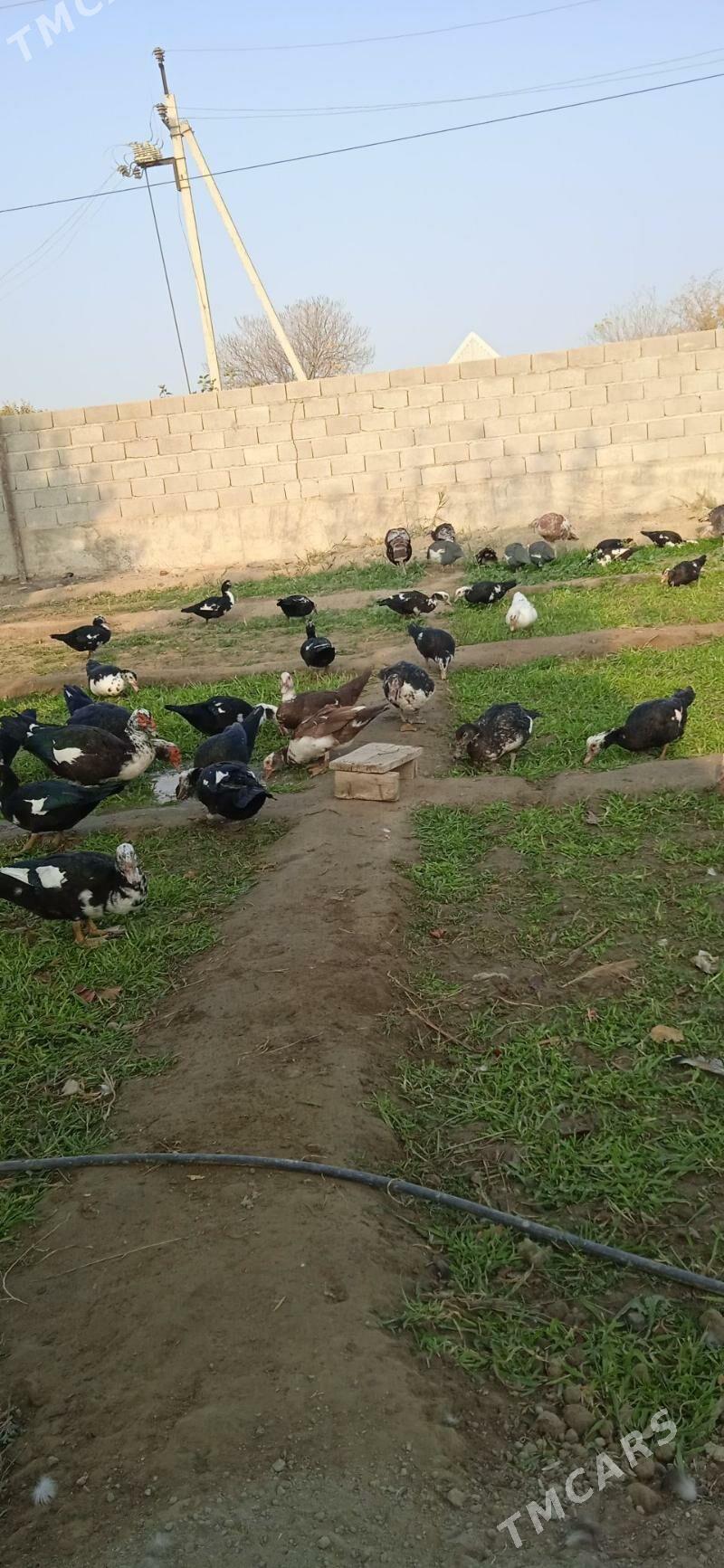 Indawutga Ordek - Бахарден - img 5