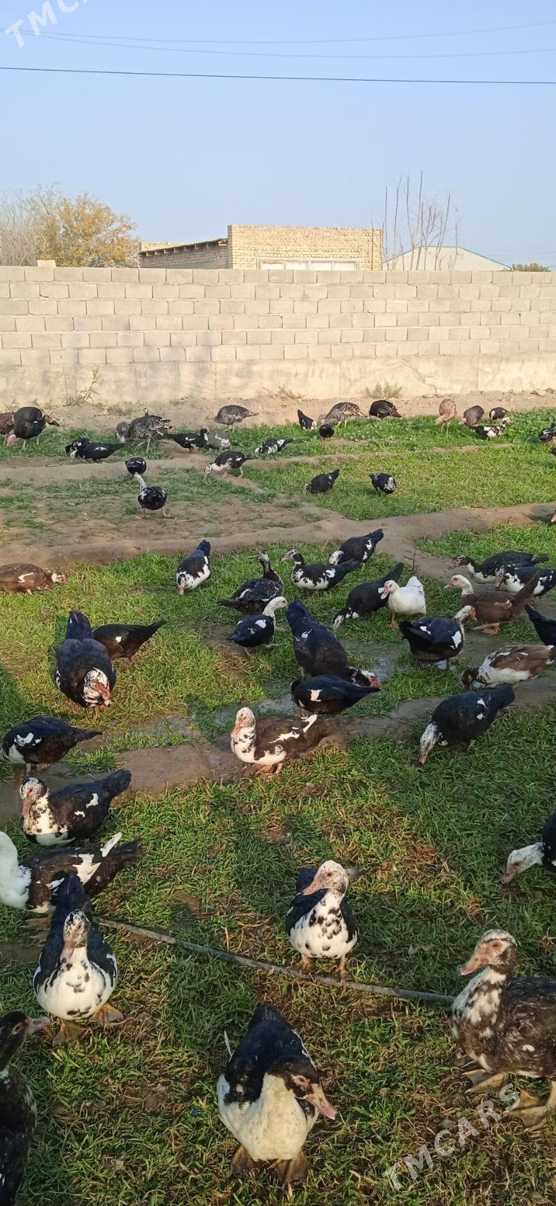 Indawutga Ordek - Бахарден - img 4