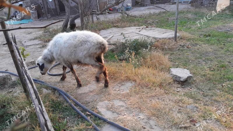 Баран, Goyun  - Гызыларбат - img 4