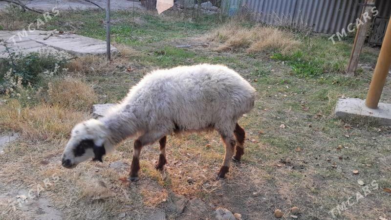 Баран, Goyun  - Гызыларбат - img 3