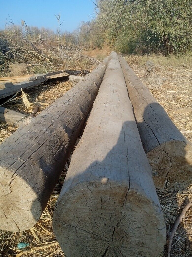 rasiski agac - Болдумсаз - img 2