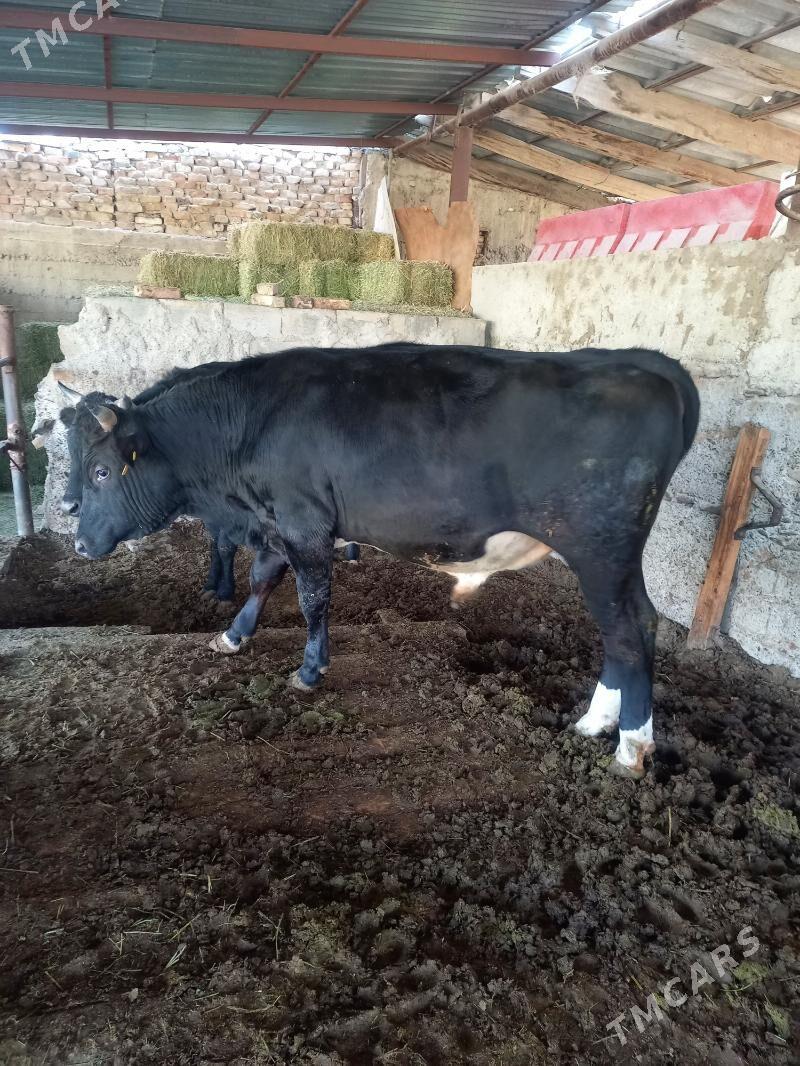 Uly öküz - Анев - img 2