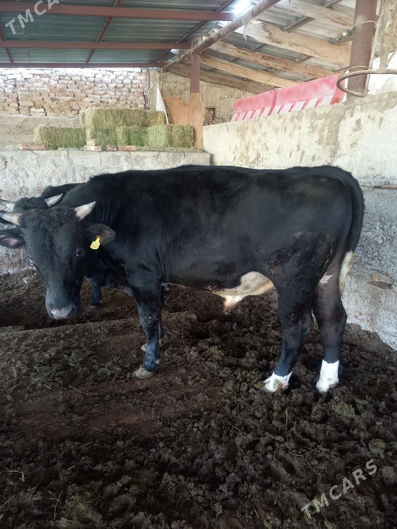 Uly öküz - Анев - img 1