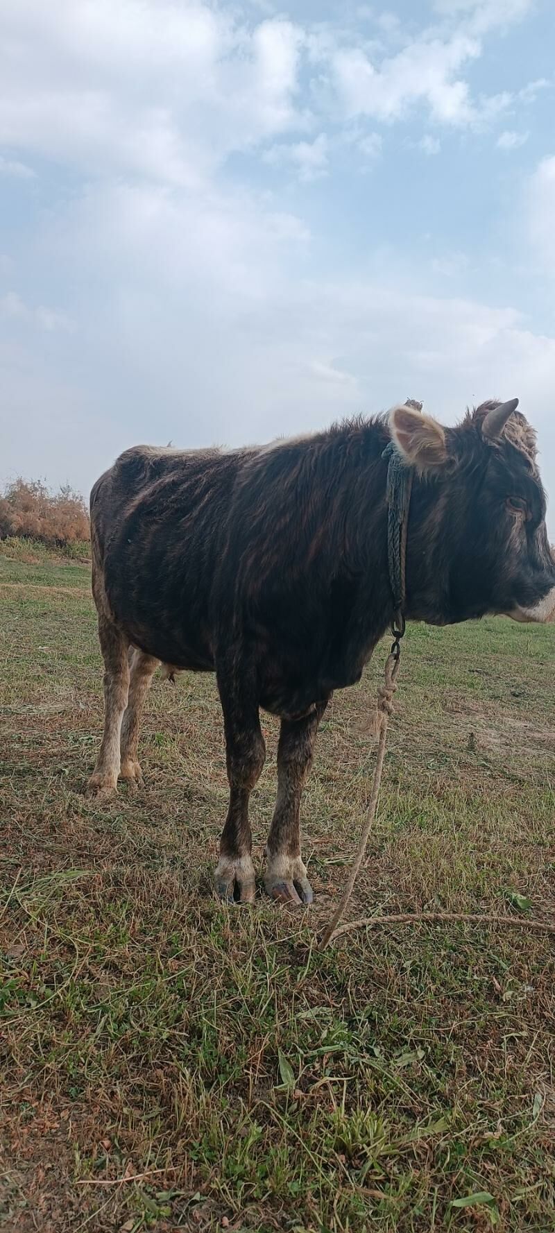 öküz - Tejen - img 4