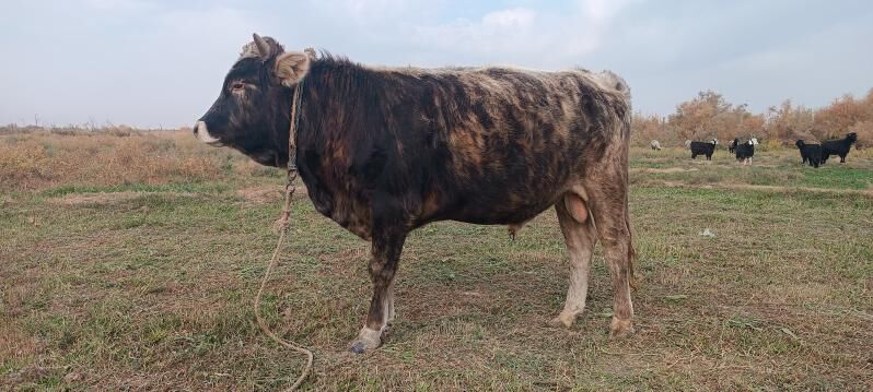 öküz - Tejen - img 5