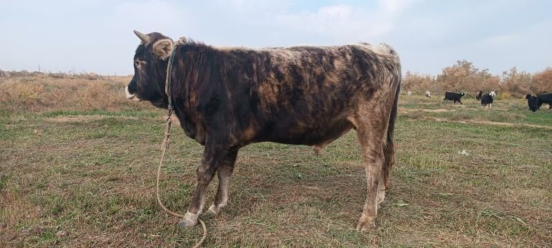 öküz - Tejen - img 3