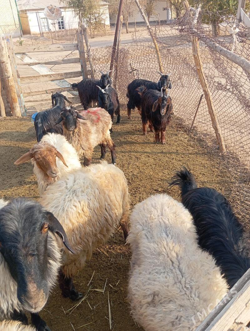 tokly cebis - Babadaýhan - img 1