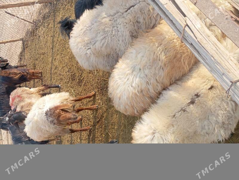 tokly cebis - Babadaýhan - img 3