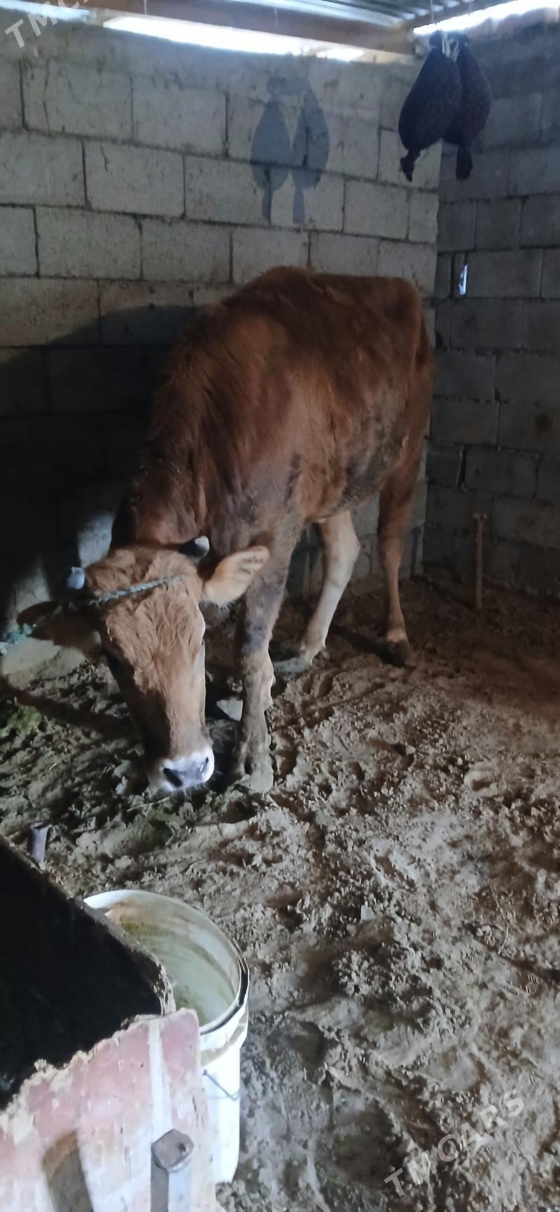 sygyr - Gökdepe - img 2