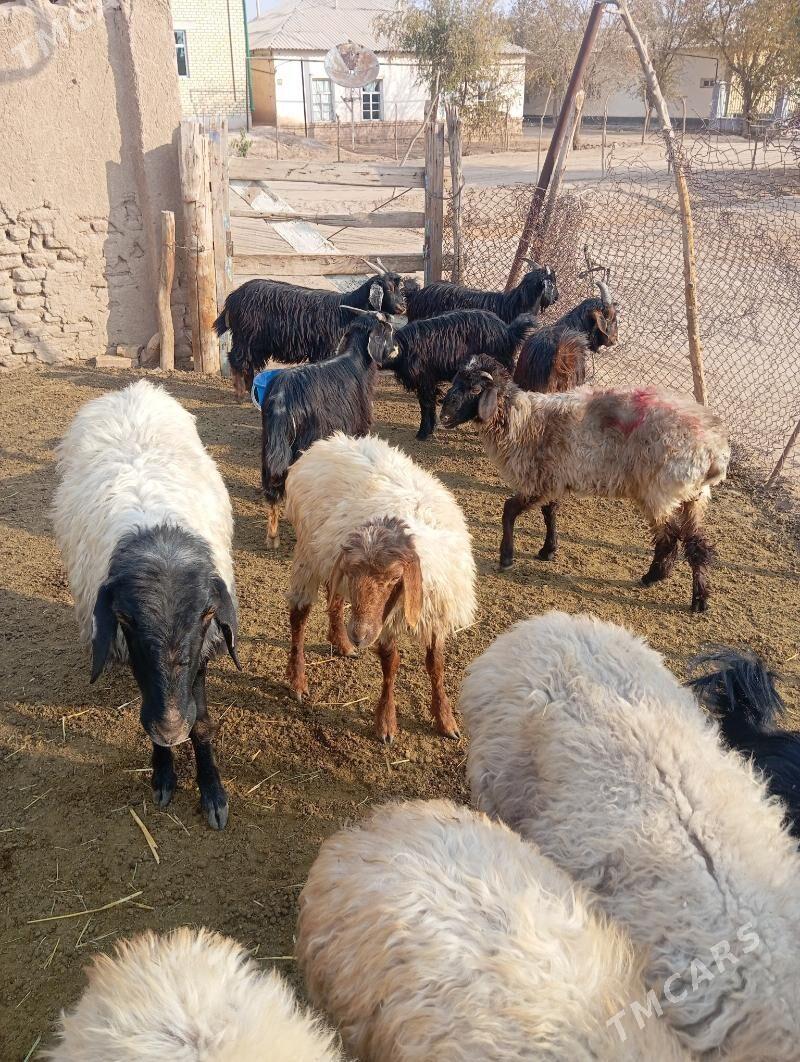 tokly cebis - Babadaýhan - img 4