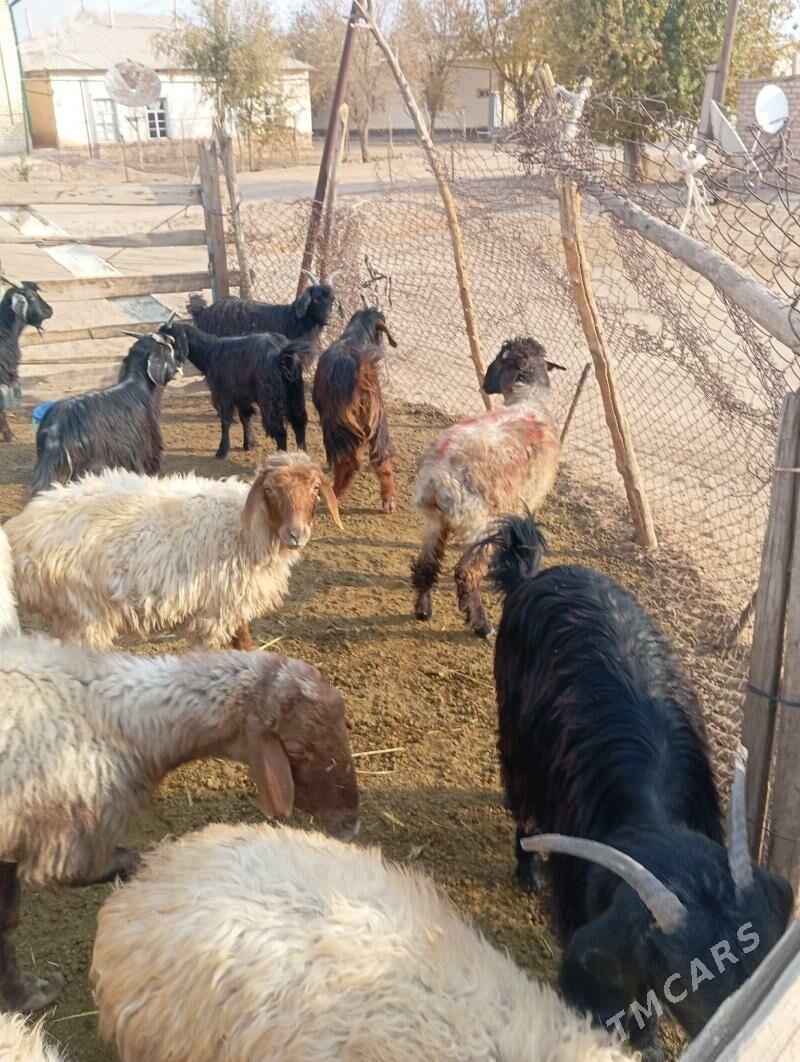 tokly cebis - Babadaýhan - img 5