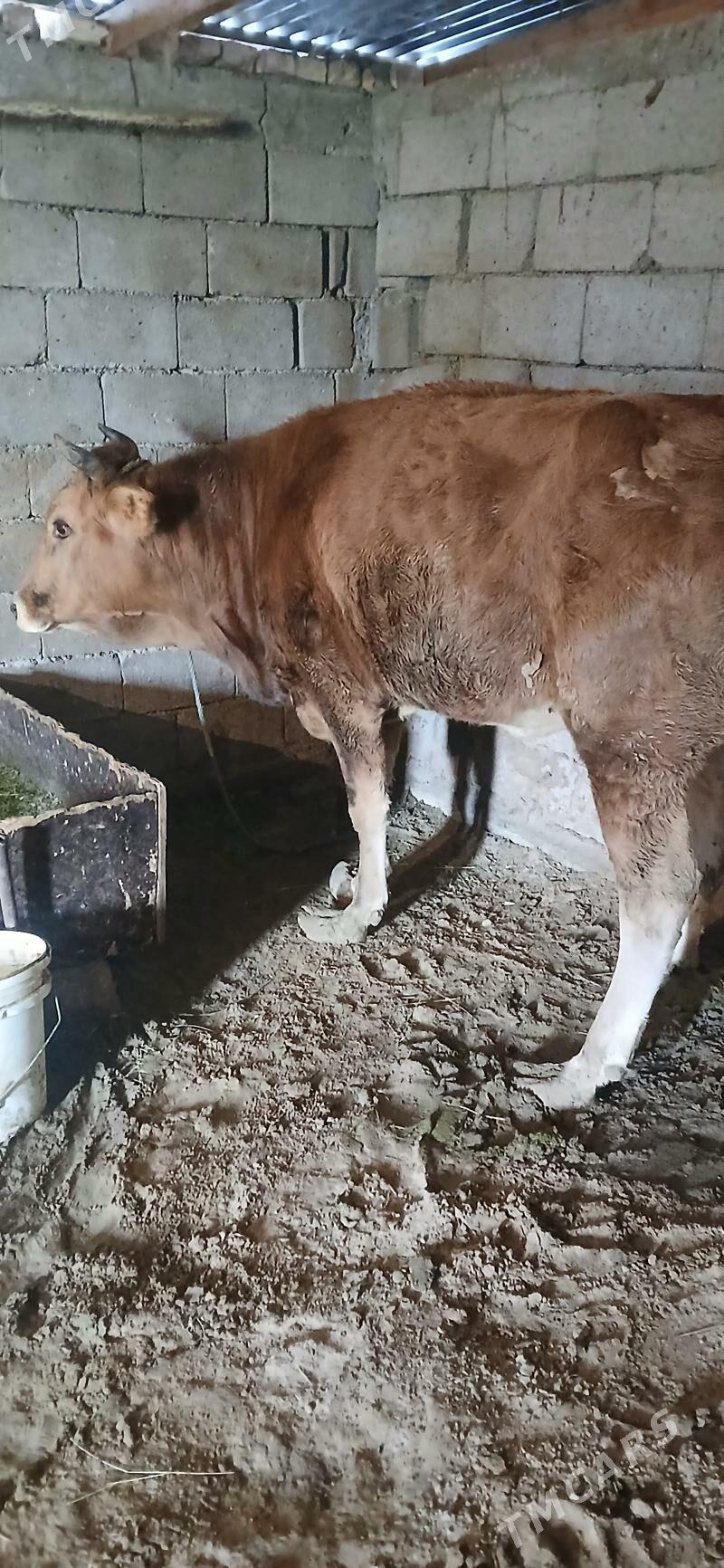 sygyr - Gökdepe - img 3