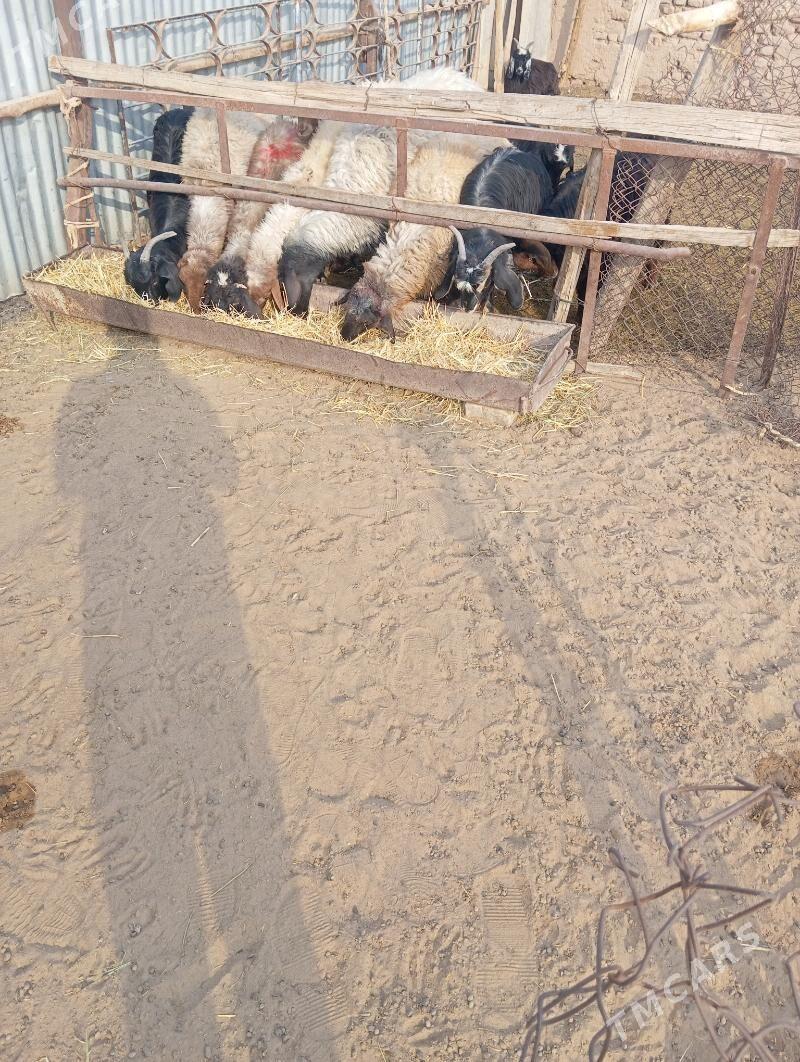 tokly cebis - Babadaýhan - img 6