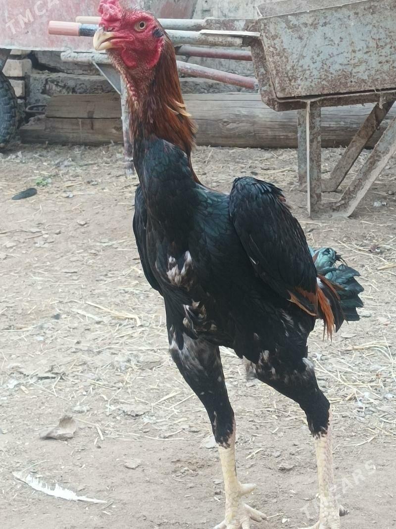 Horaz - Дянев - img 3